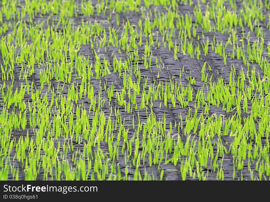 Rice seedlings grow up planting paddy. Rice seedlings grow up planting paddy