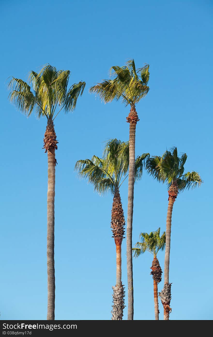 A Group of Palm Trees with Blue Sky