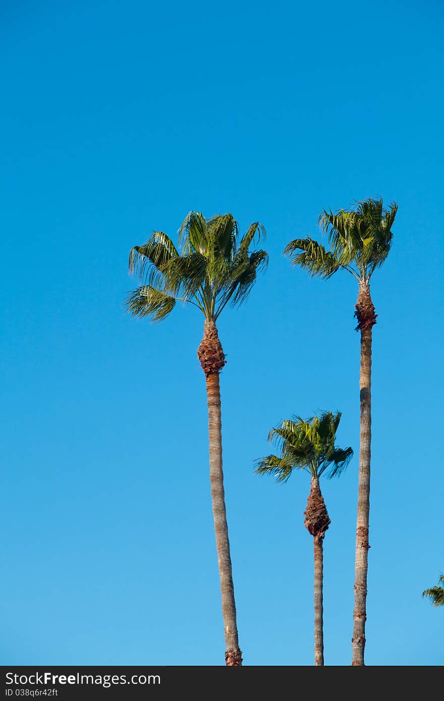 A Group of Palm Trees with Blue Sky