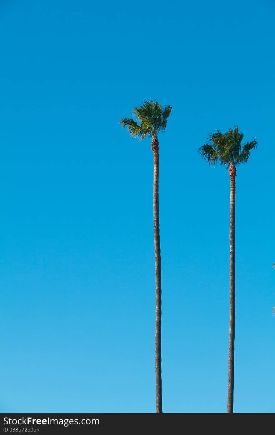 A Group of Palm Trees with Blue Sky