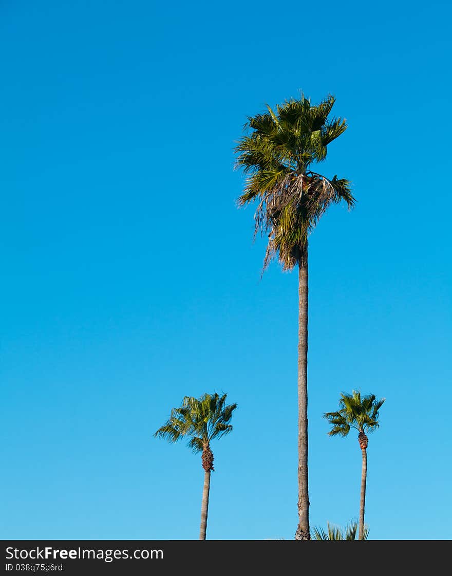 A Group of Palm Trees with Blue Sky