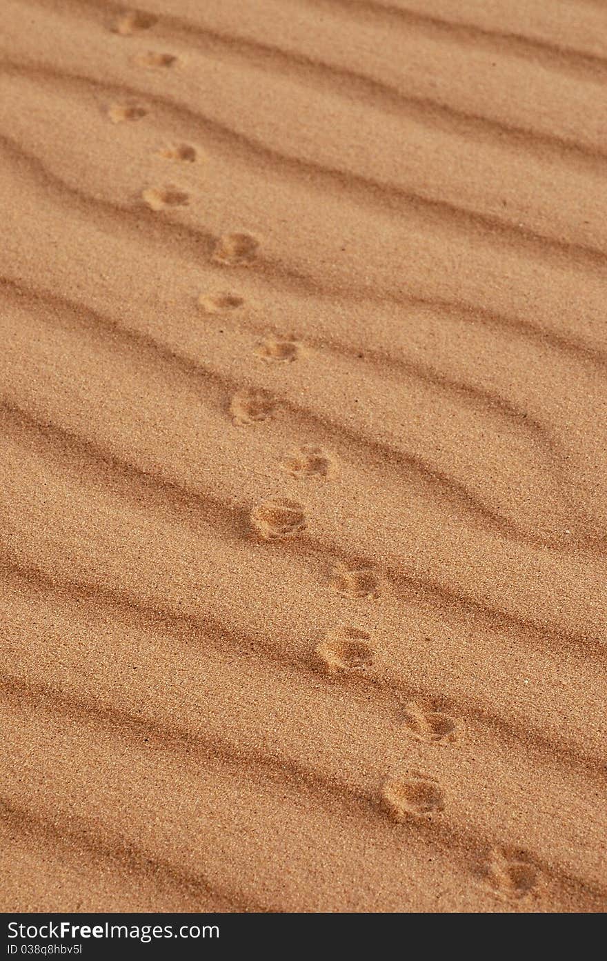 Animal prints in sand