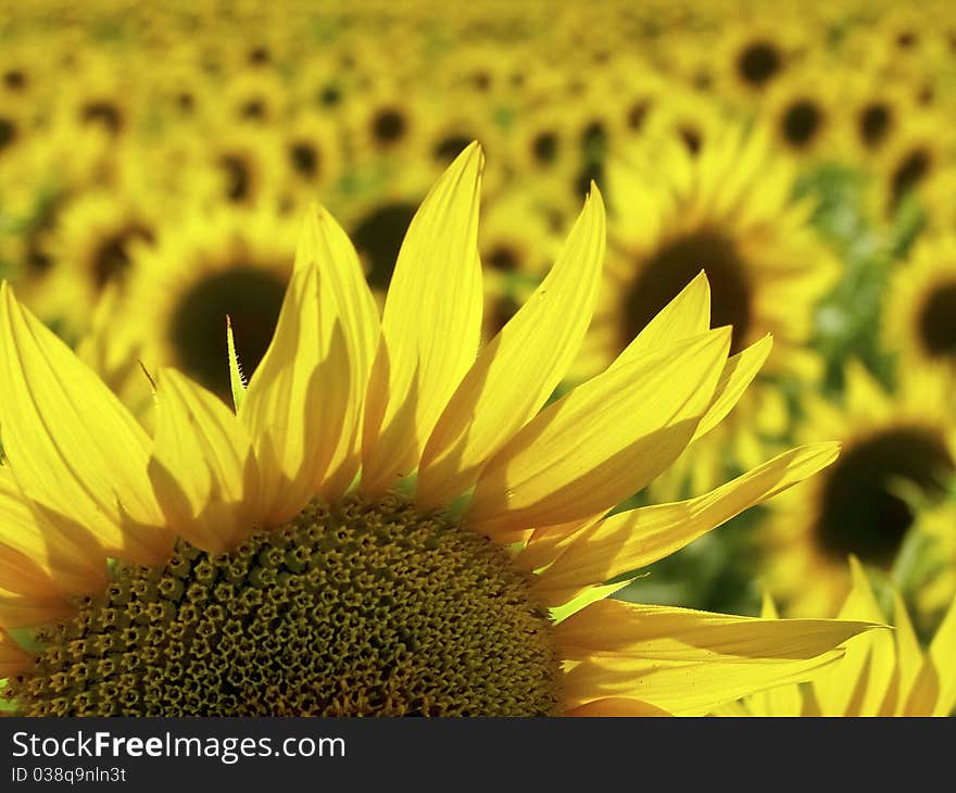 Blooming sunflower