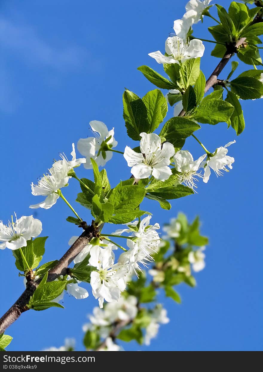 Branch Of Cherry Blossoms