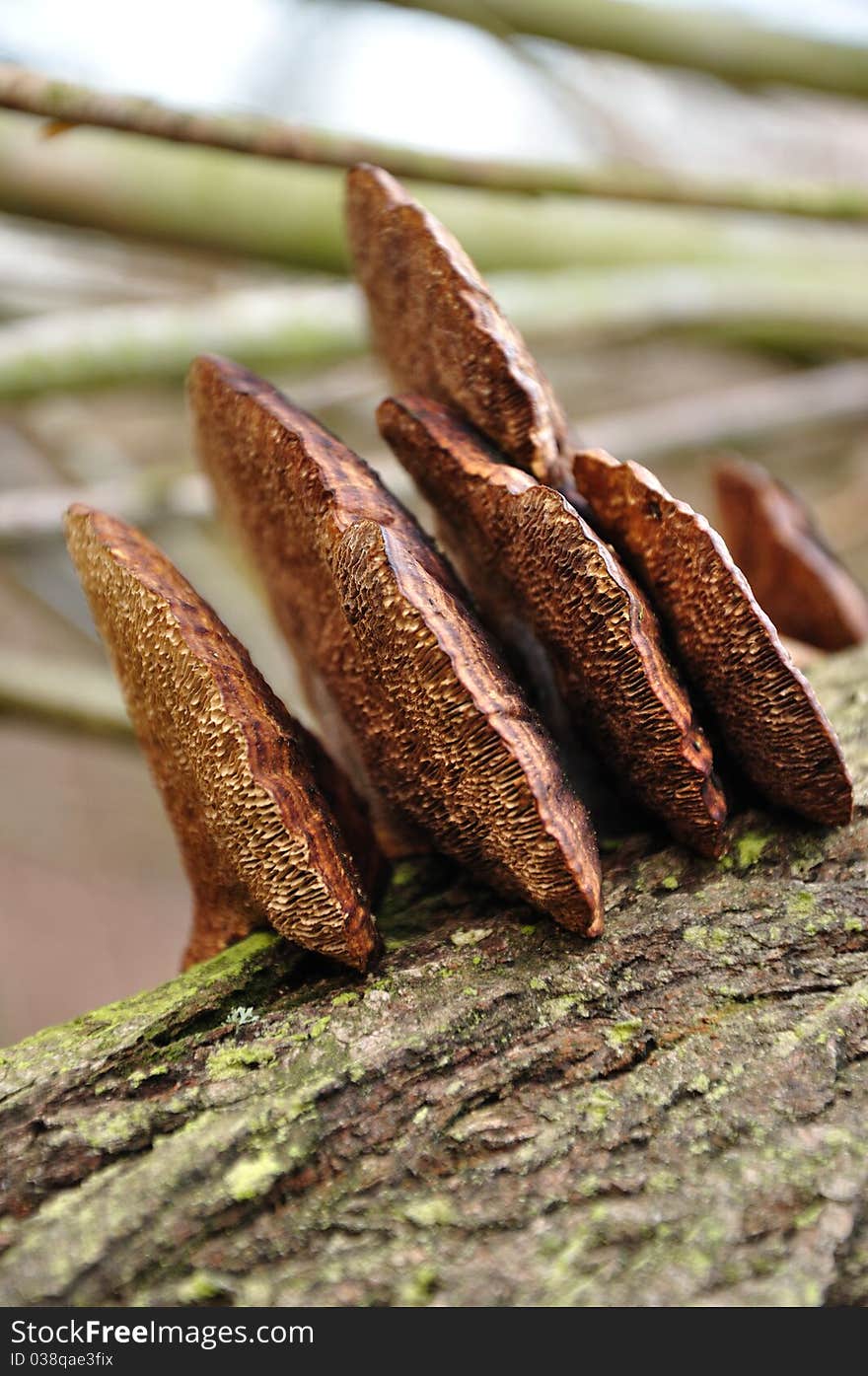 Tree fungi