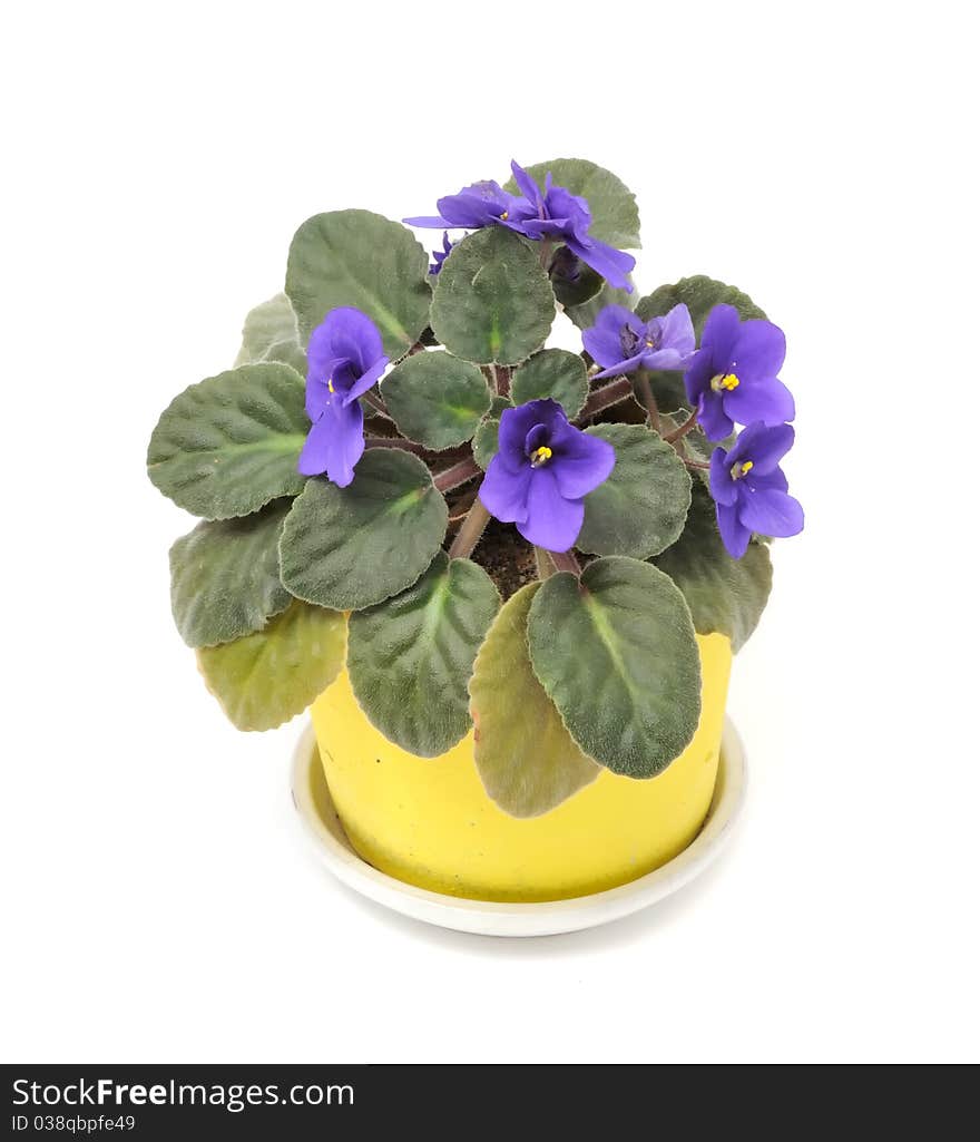 A beautiful violet flower in a yellow ceramic pot isolated on a white background. A beautiful violet flower in a yellow ceramic pot isolated on a white background