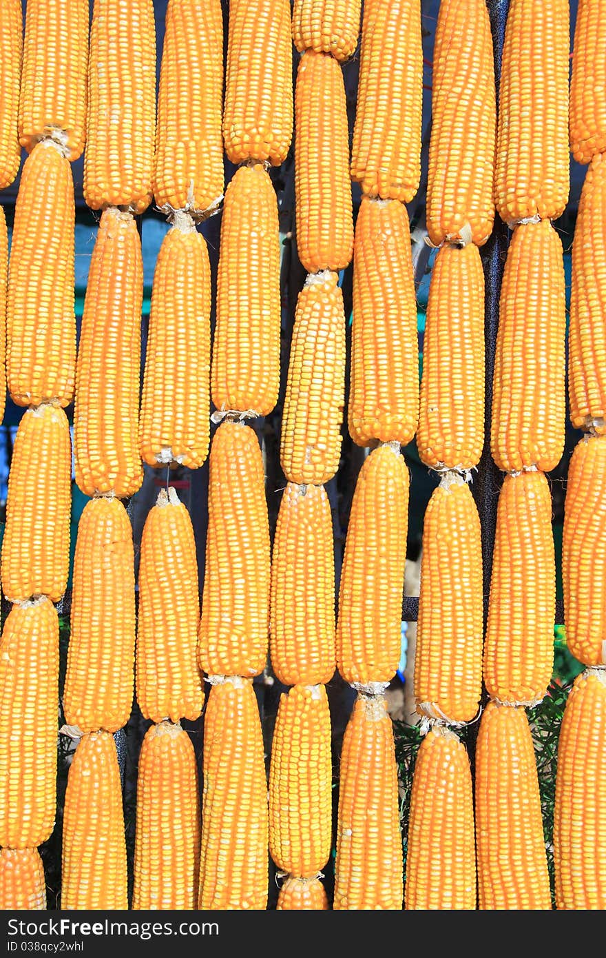 The sun shine upon vertical raw of corn.