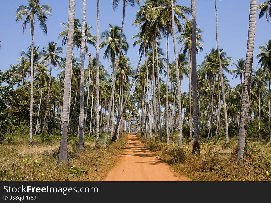 Ground road in jungle , Thailand