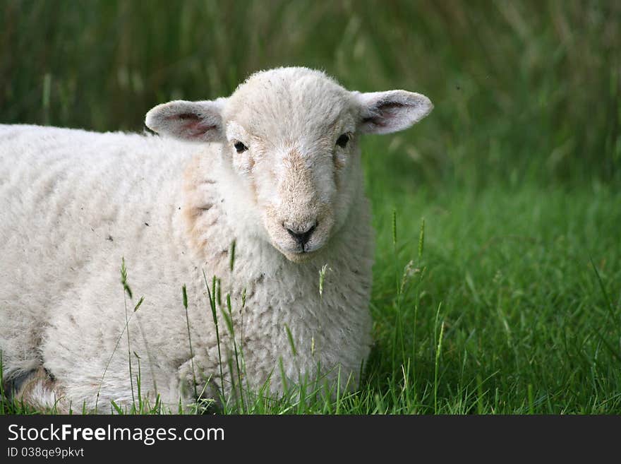 Lamb In Snowdonia National Park