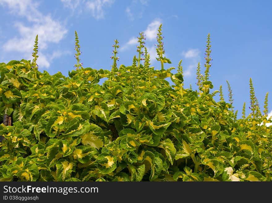 Coleus plants in the nursery ready for spring planting