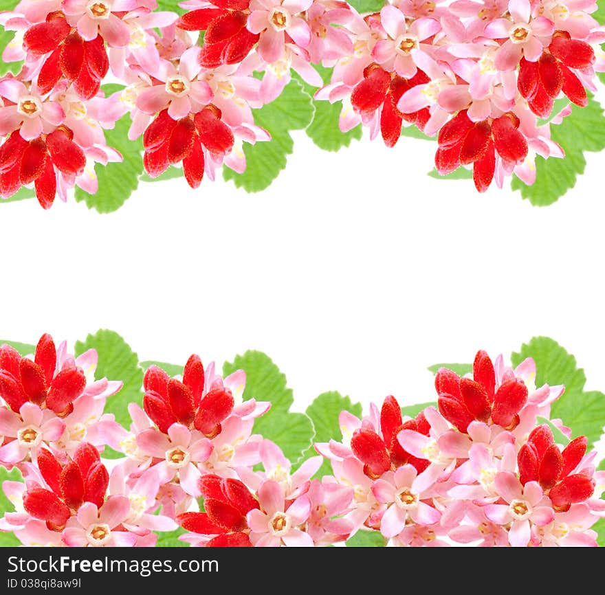 Flowering red Currant (Ribes sanguineum), on white background. with room for text