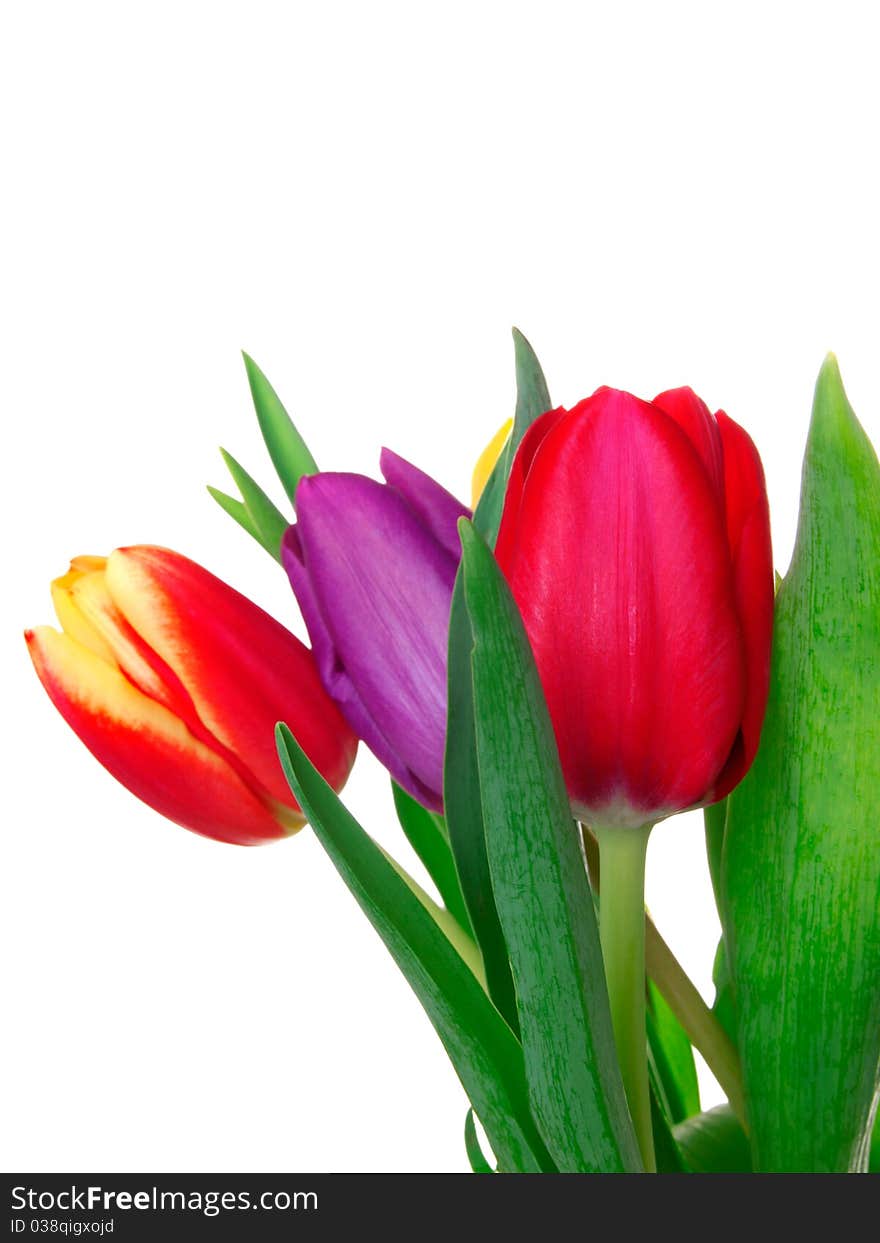 Tulips on isolated background, with room for text