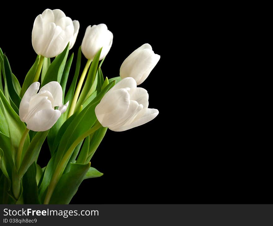 White tulips on black background, with room for text