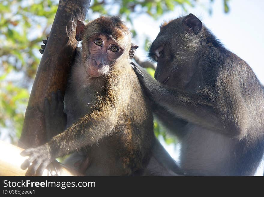 Monkeys on natural background