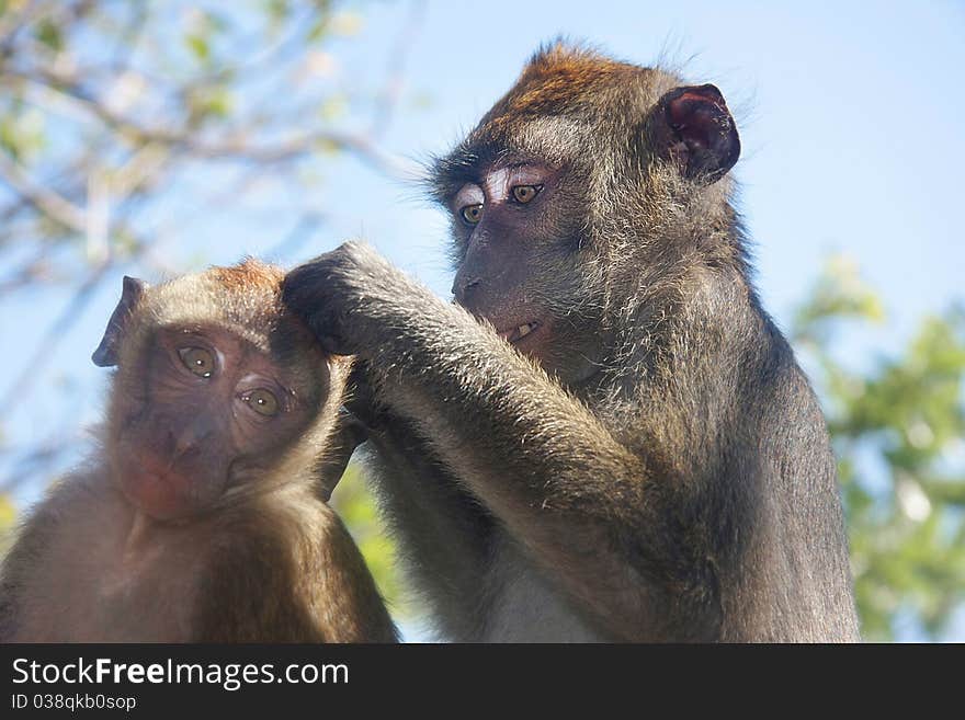 Monkeys On Natural Background