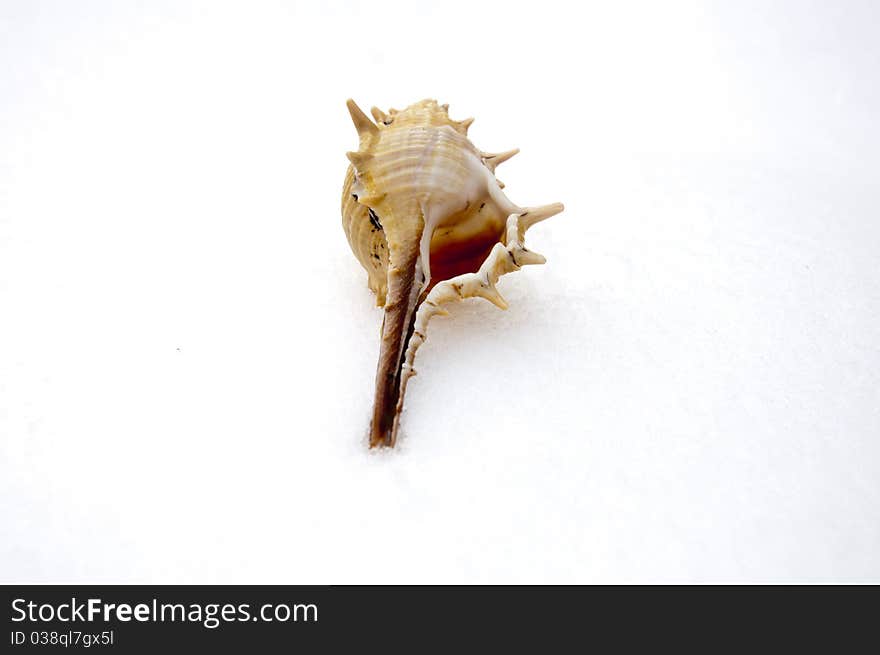 Conch on the snow