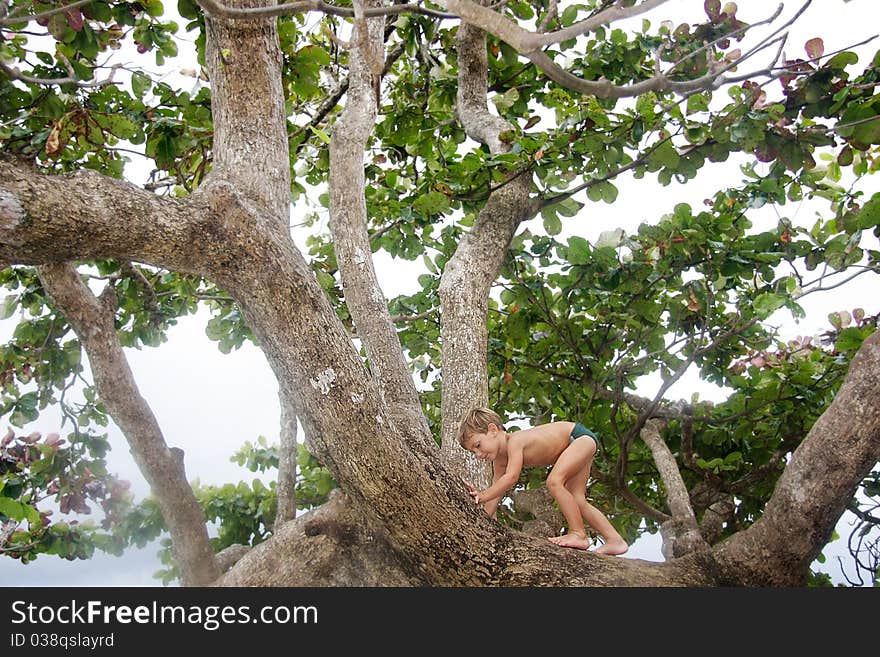 Cute boy on a tree