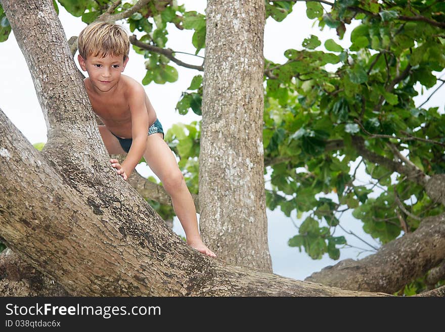 Cute boy on a big tree. Cute boy on a big tree