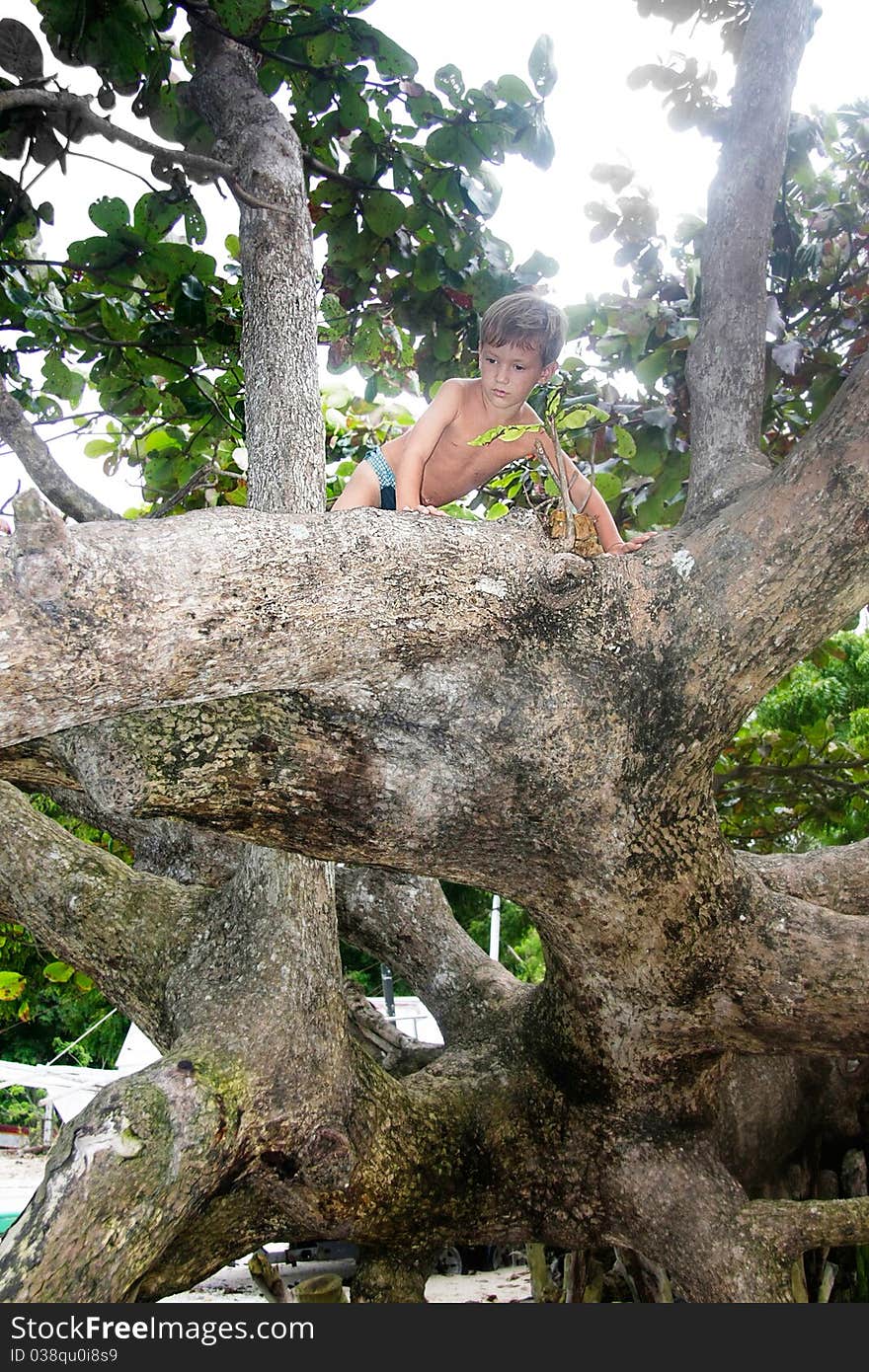 Cute boy on a big tree. Cute boy on a big tree