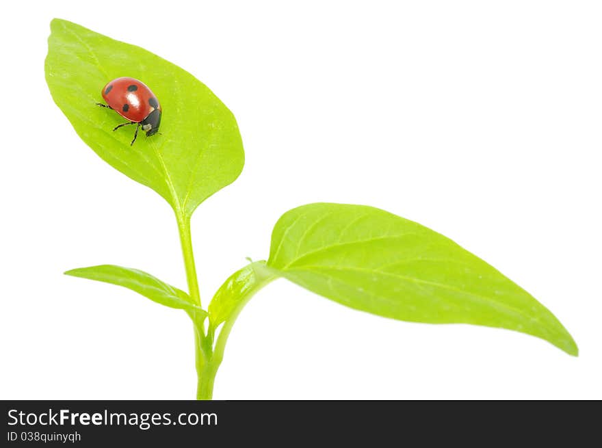 Ladybug sitting on a green leaf