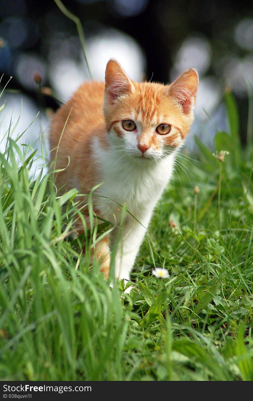 Red kitten in green grass. Red kitten in green grass