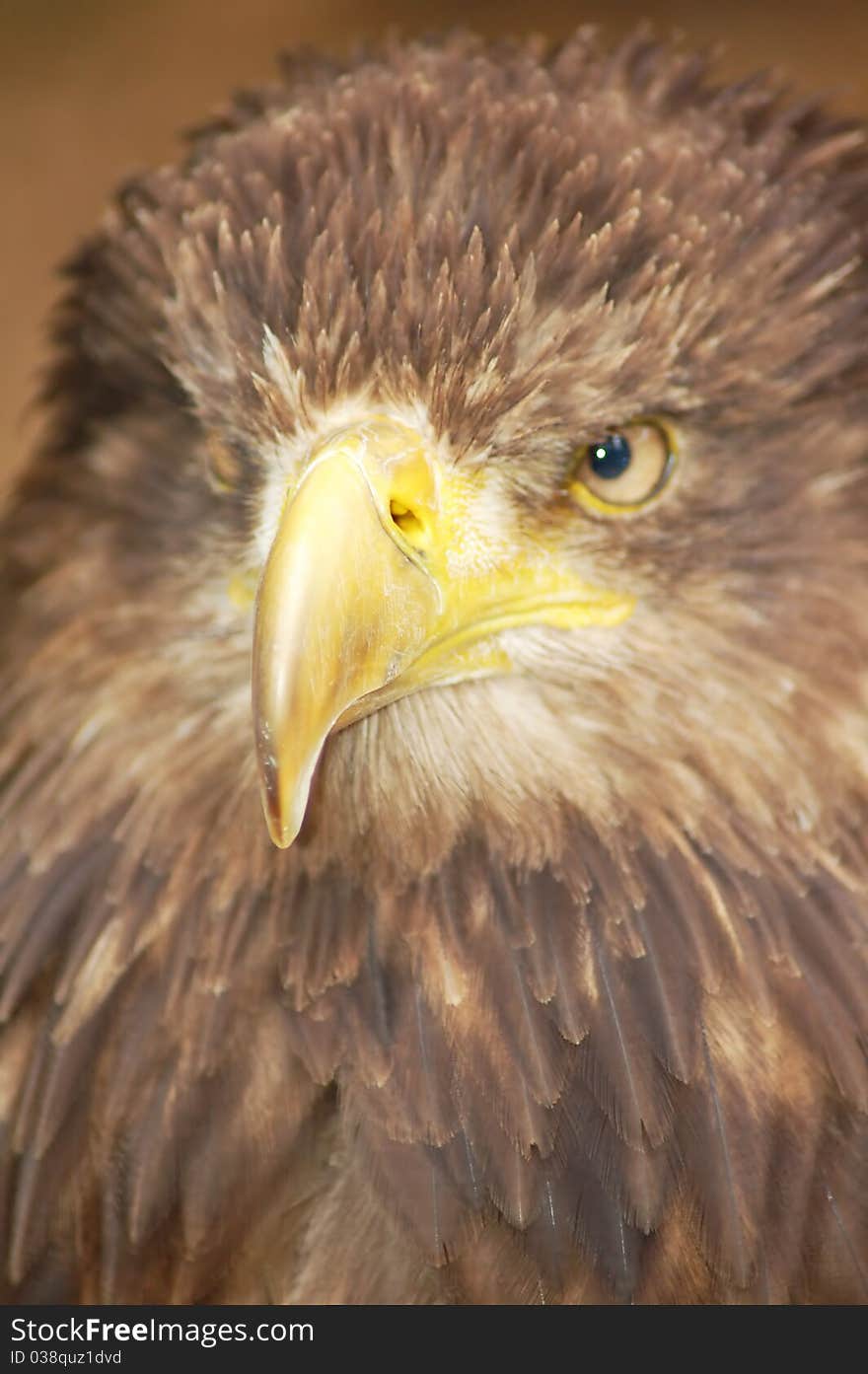 A large bird of prey with blurred background. A large bird of prey with blurred background