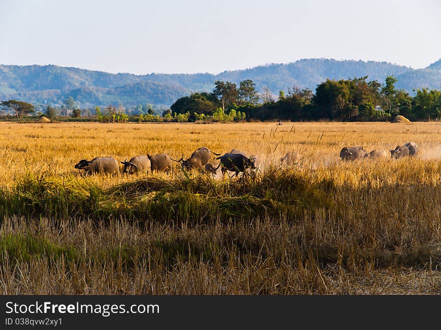 Buffaloes cattle in the paddy rice. Buffaloes cattle in the paddy rice