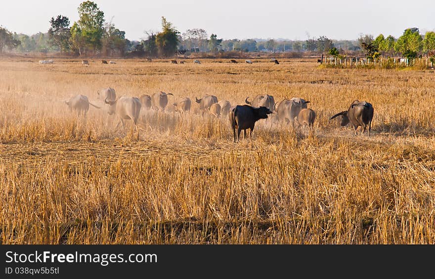 Buffaloes cattle in the paddy rice. Buffaloes cattle in the paddy rice