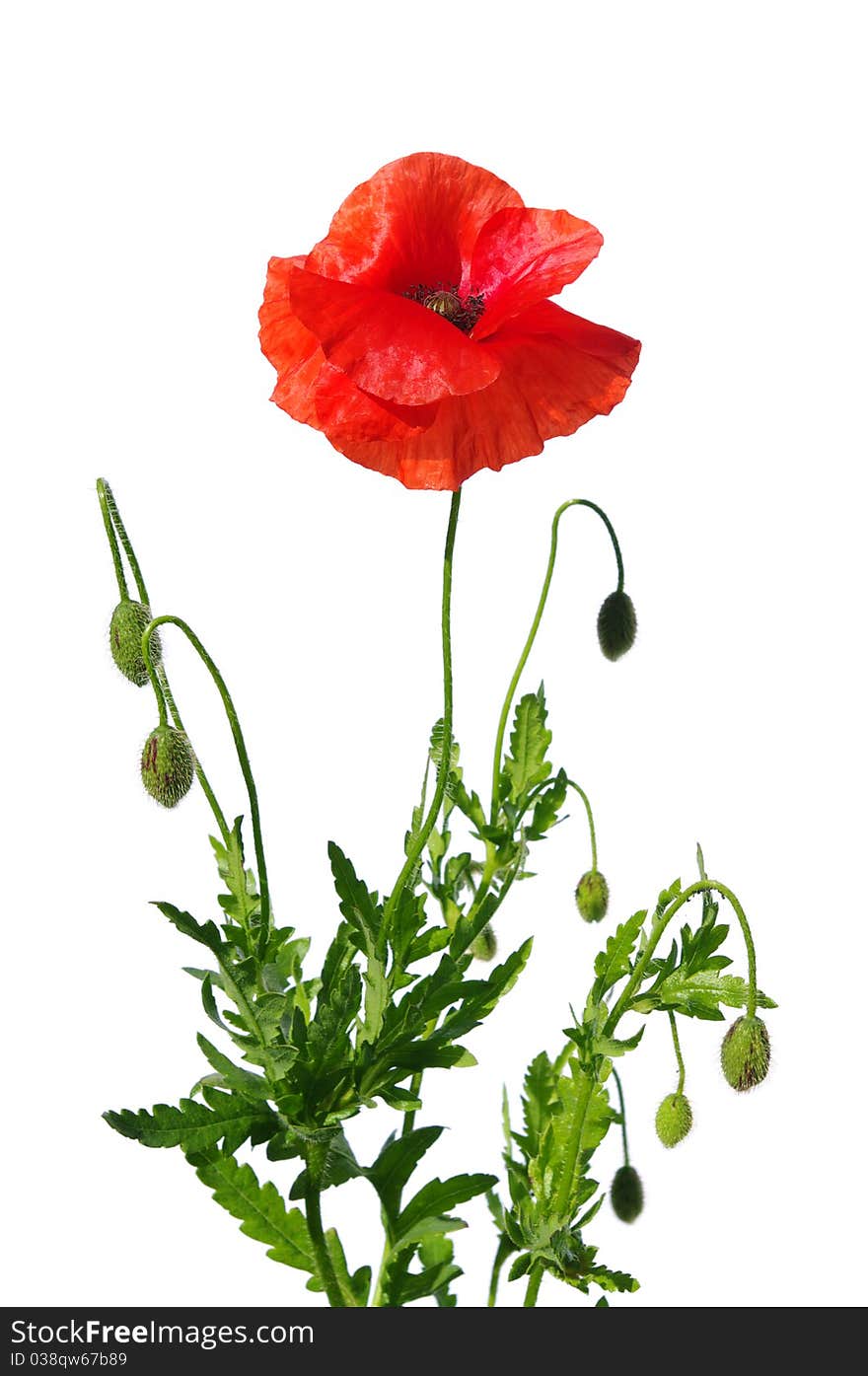 Poppies on white