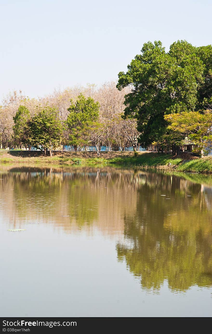 Trees and pond in the park in Thailand. Trees and pond in the park in Thailand