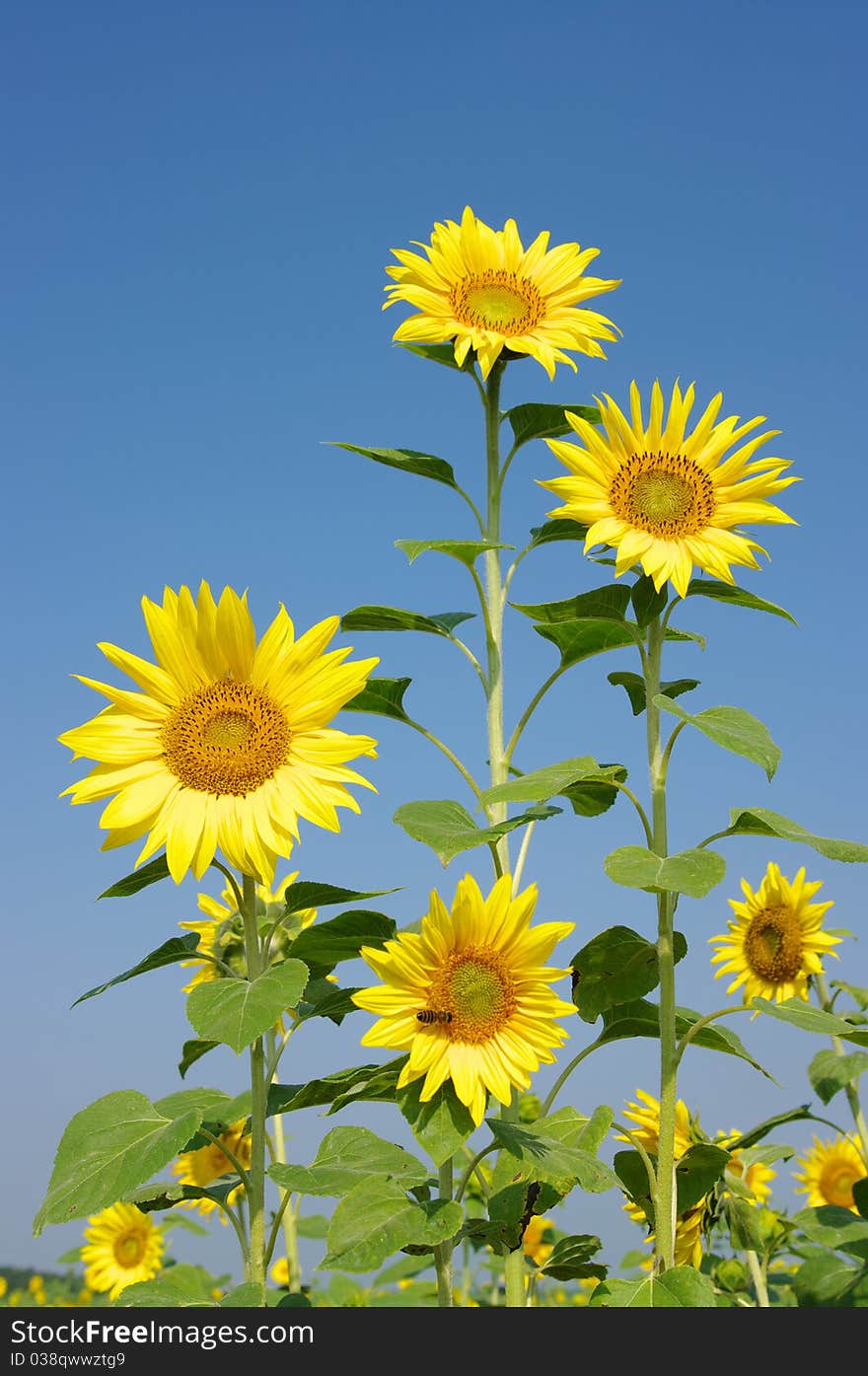 Sunflowers field on cloudy blue sky