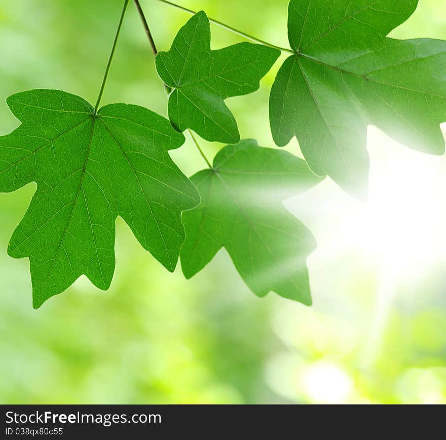 Green leaves