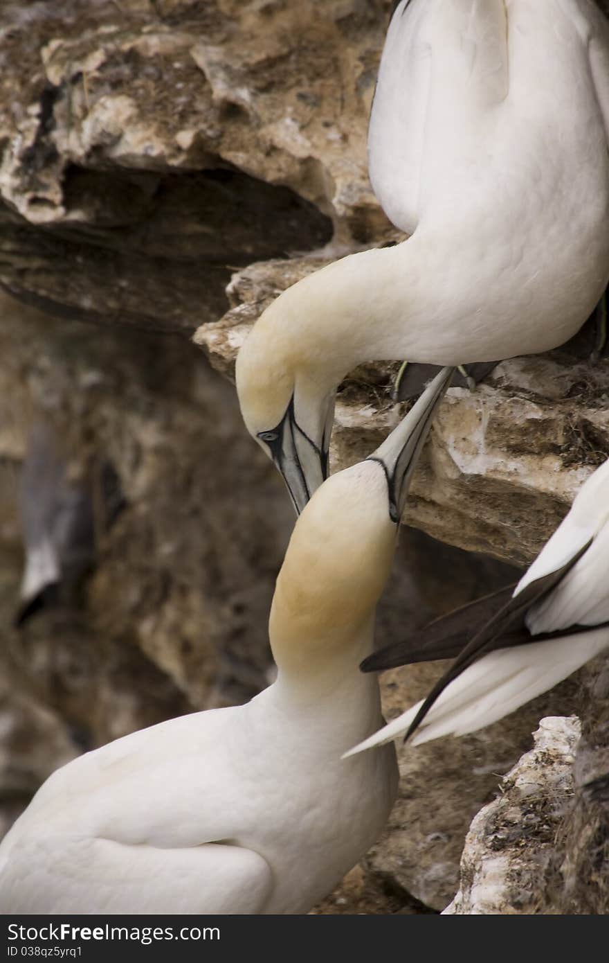 Gannet at Troup Head