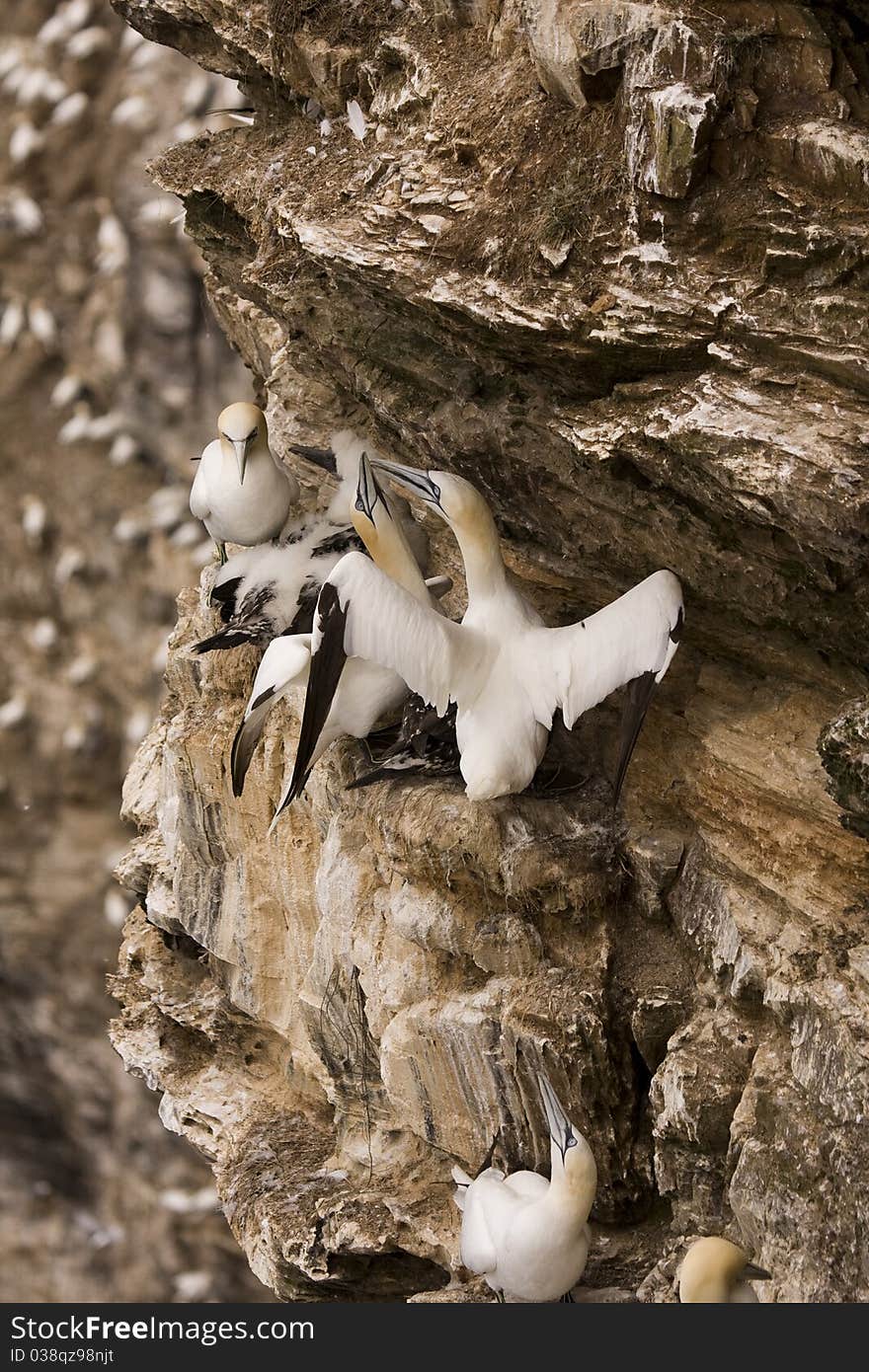 Northern Gannet at Troup Head RSPB, Scotland