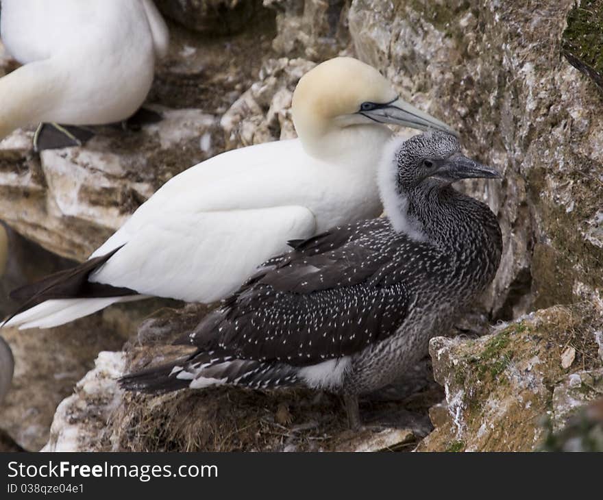 Northern Gannet at Troup Head RSPB, Scotland