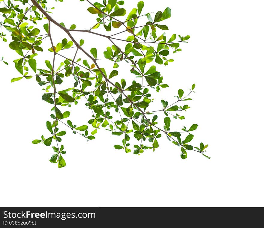 Green leaves isolated on white background