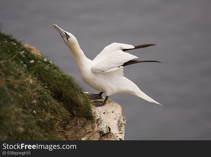 Northern Gannet at Troup Head RSPB, Scotland