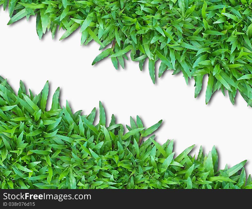 Green Grass Isolated on white