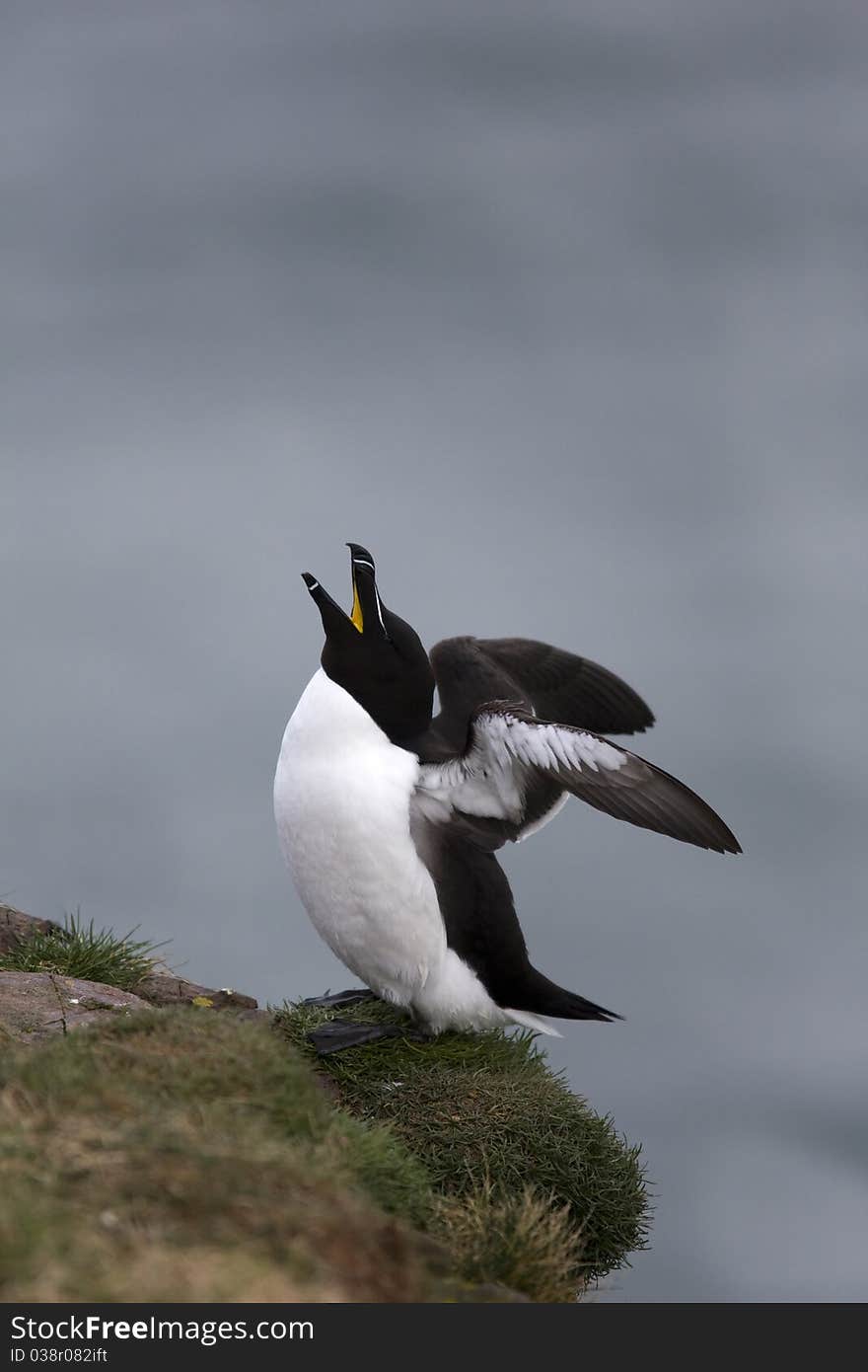 Razorbill at Fowlsheugh Bird Reserve, Aberdeen