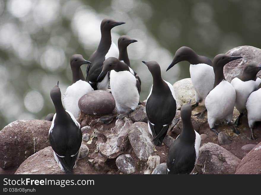 Guillemot At Fowlsheugh