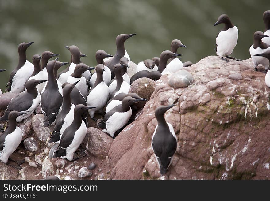 Guillemot at Fowlsheugh