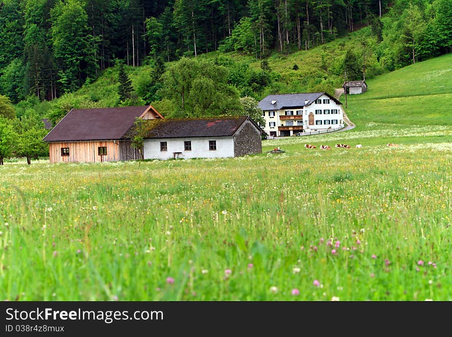 Small village with meadows under Austria Alps,forest as background,Austria.Europe. Small village with meadows under Austria Alps,forest as background,Austria.Europe