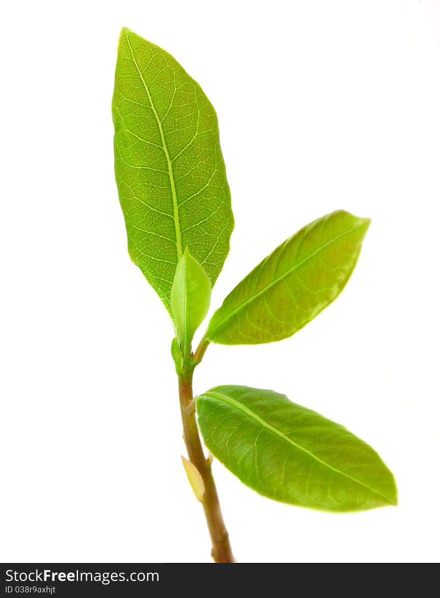 Young laurel leaves isolated on white background. Young laurel leaves isolated on white background