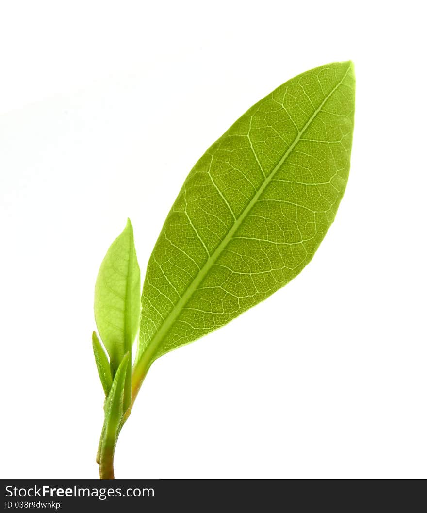 Young laurel leaves isolated on white background. Young laurel leaves isolated on white background