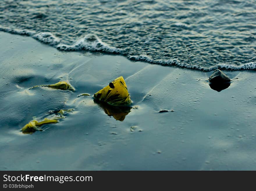 A piece of seaweed sticks up from the sand. A piece of seaweed sticks up from the sand