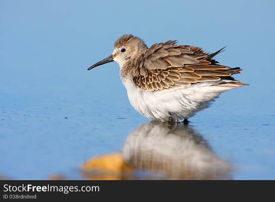 Dunlin (calidris Alpina)