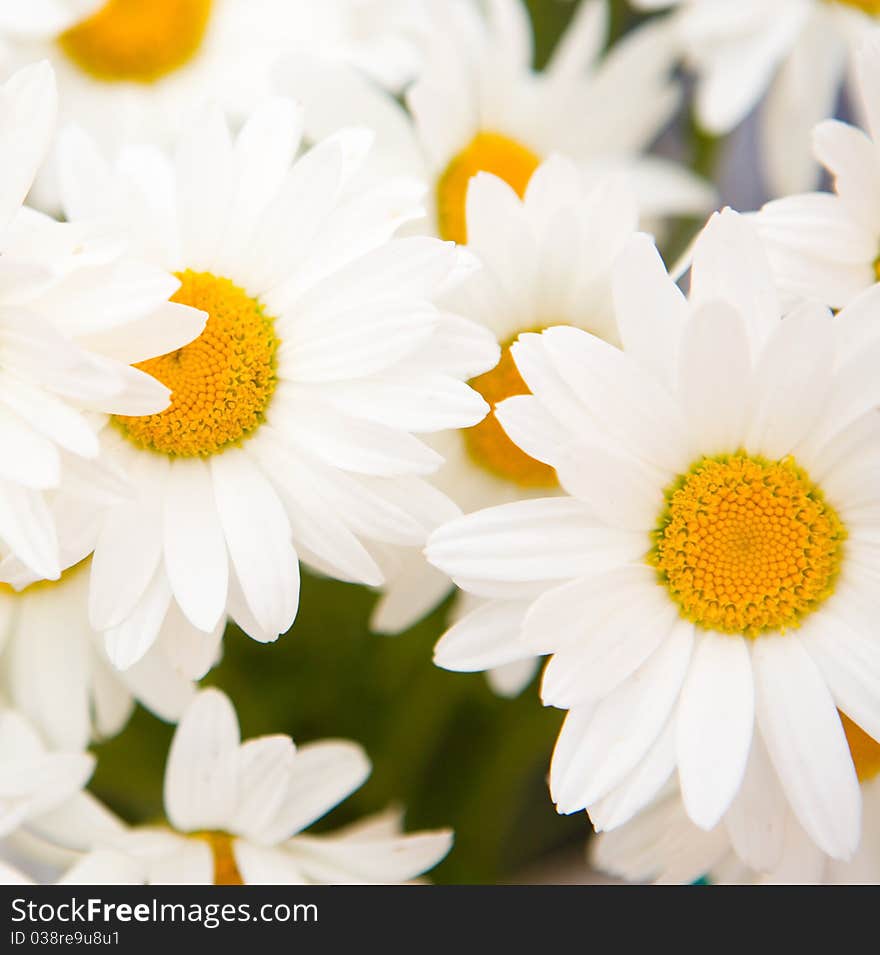 White daisy flowers bloom in summer. White daisy flowers bloom in summer