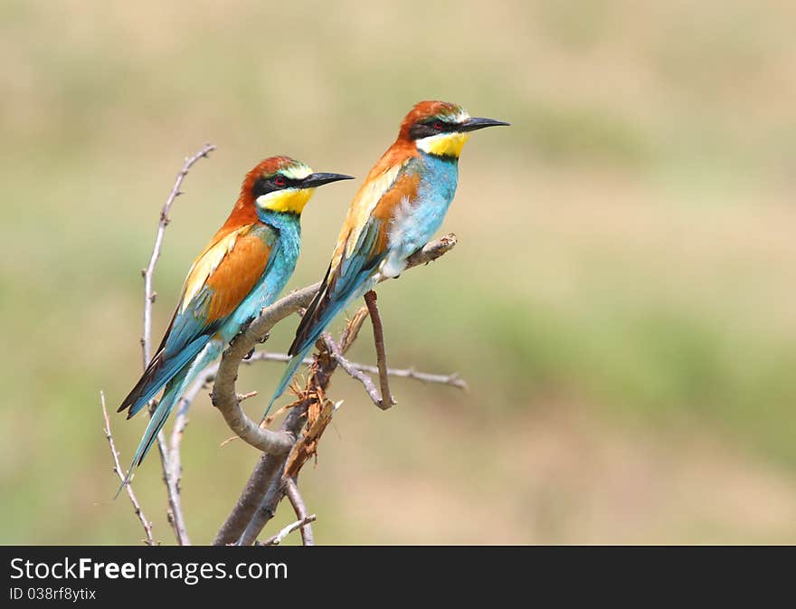 European bee eaters pair