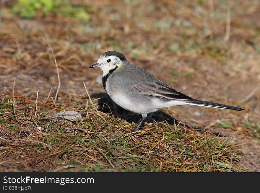 White Wagtail