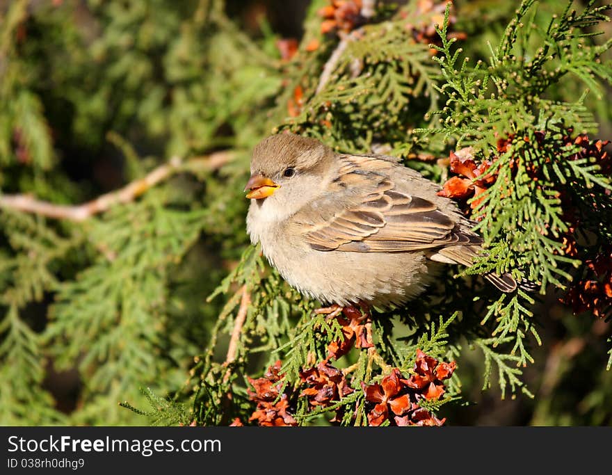 House sparrow (passer domesticus) female standing in sun light